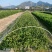 巴西野牡丹漳州批发野牡丹袋苗龙岩批发野牡丹