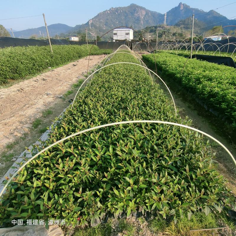 巴西野牡丹漳州批发野牡丹袋苗龙岩批发野牡丹