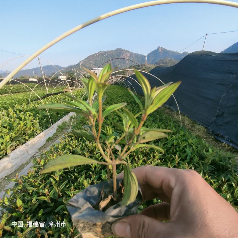 巴西野牡丹漳州批发野牡丹袋苗龙岩批发野牡丹
