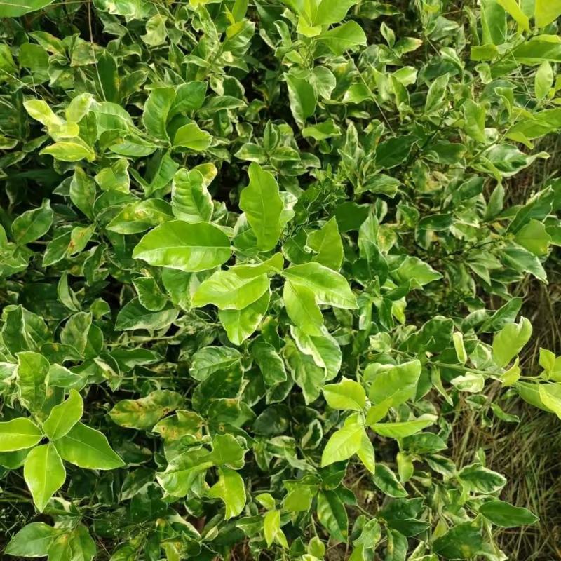 斑叶粉红柠檬树苗嫁接苗包正宗带叶子发货