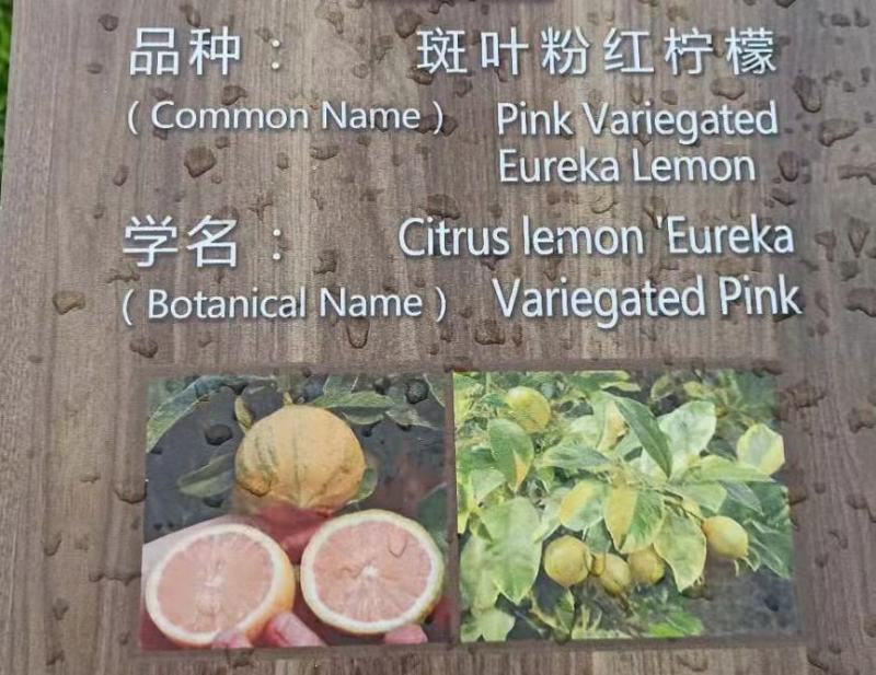 斑叶粉红柠檬树苗嫁接苗包正宗带叶子发货