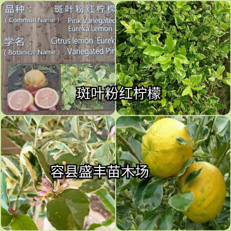 斑叶粉红柠檬树苗嫁接苗包正宗带叶子发货