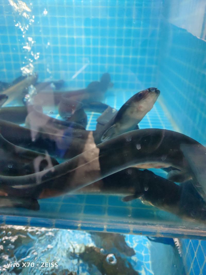 大量针对西藏自治区大型水产海鲜牛蛙甲鱼批发
