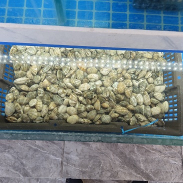 大量针对西藏自治区大型水产海鲜牛蛙甲鱼批发