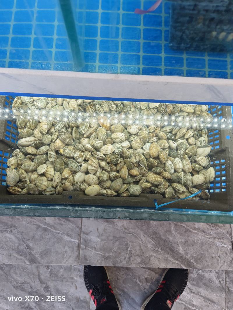 大量针对西藏自治区大型水产海鲜牛蛙甲鱼批发