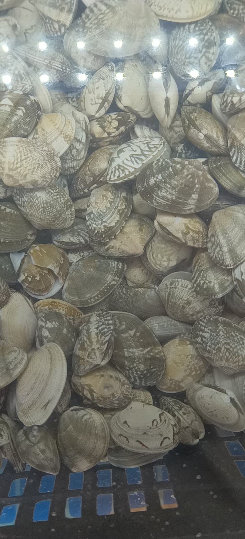 大量针对西藏自治区大型水产海鲜牛蛙甲鱼批发