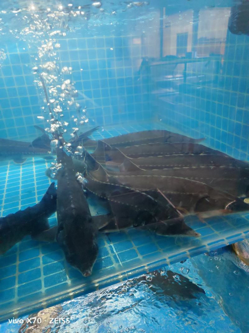大量针对西藏自治区大型水产海鲜牛蛙甲鱼批发