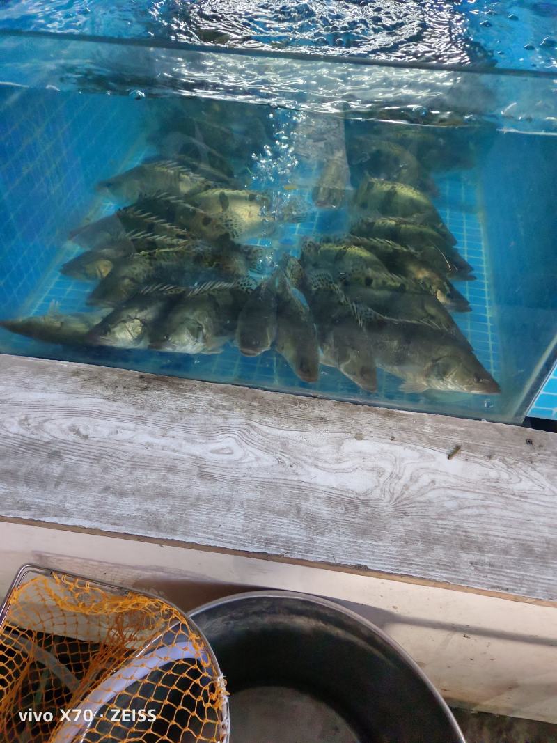 大量针对西藏自治区大型水产海鲜牛蛙甲鱼批发