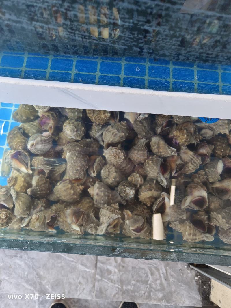 大量针对西藏自治区大型水产海鲜牛蛙甲鱼批发