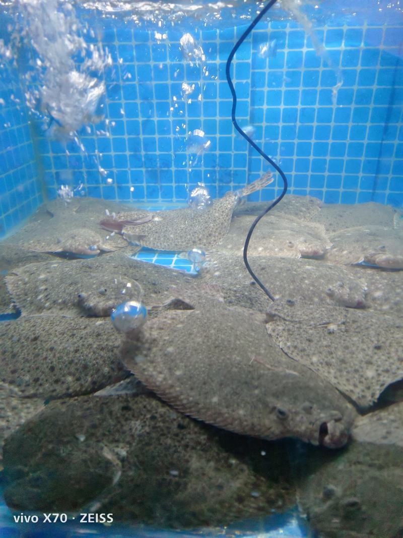 大量针对西藏自治区大型水产海鲜牛蛙甲鱼批发