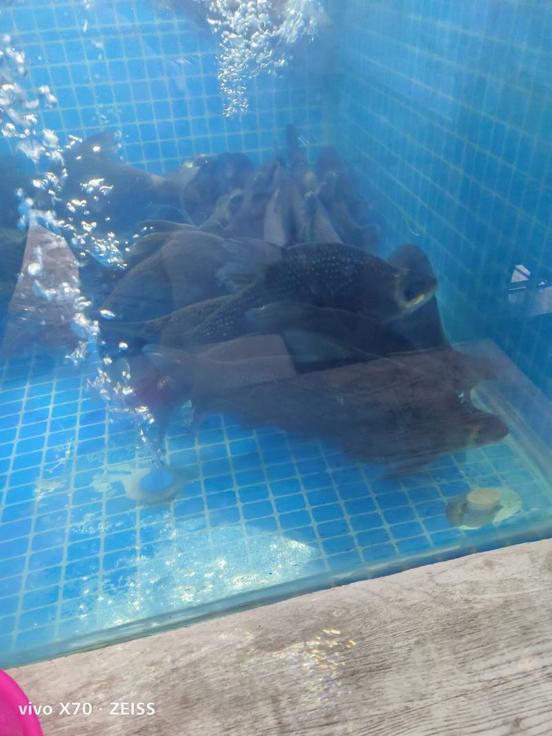大量针对西藏自治区大型水产海鲜牛蛙甲鱼批发