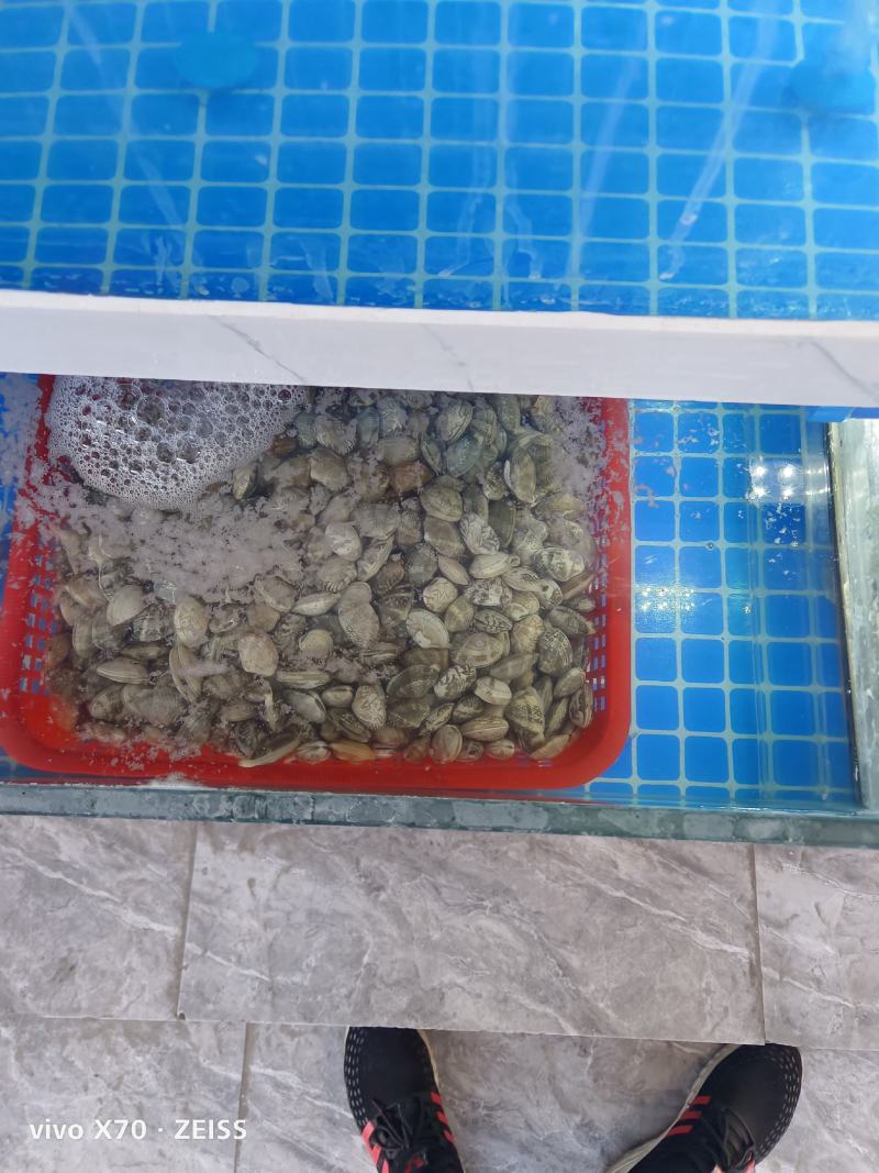 大量针对西藏自治区大型水产海鲜牛蛙甲鱼批发