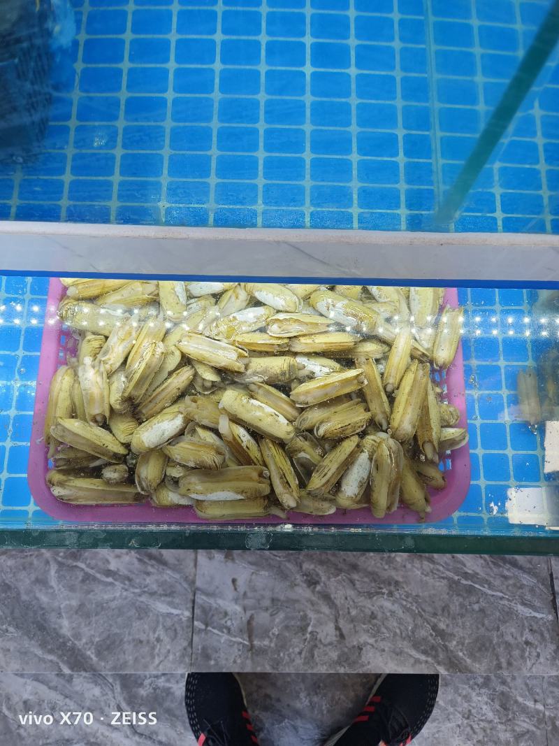 大量针对西藏自治区大型水产海鲜牛蛙甲鱼批发