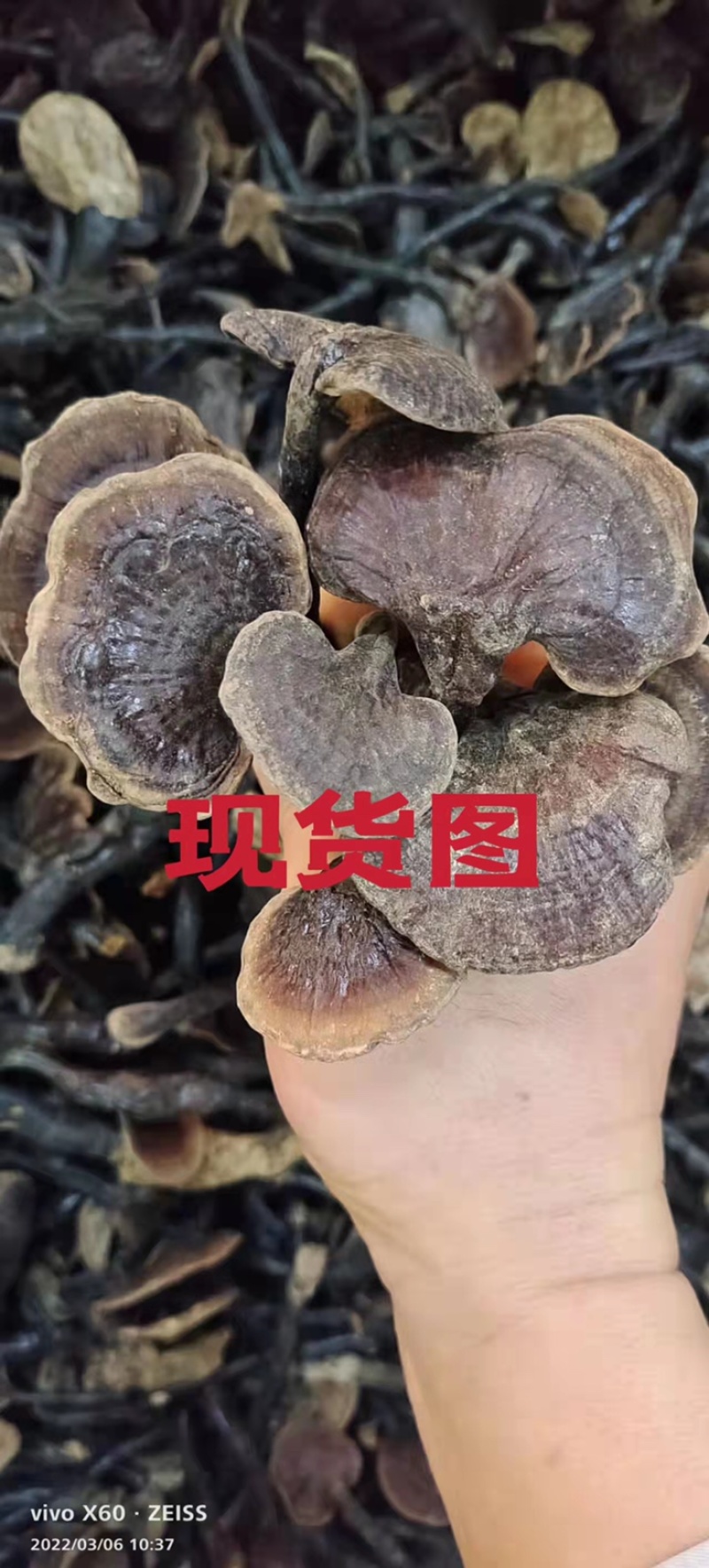竹灵芝9月新货纯野生老挝进口朵朵整株一手货源