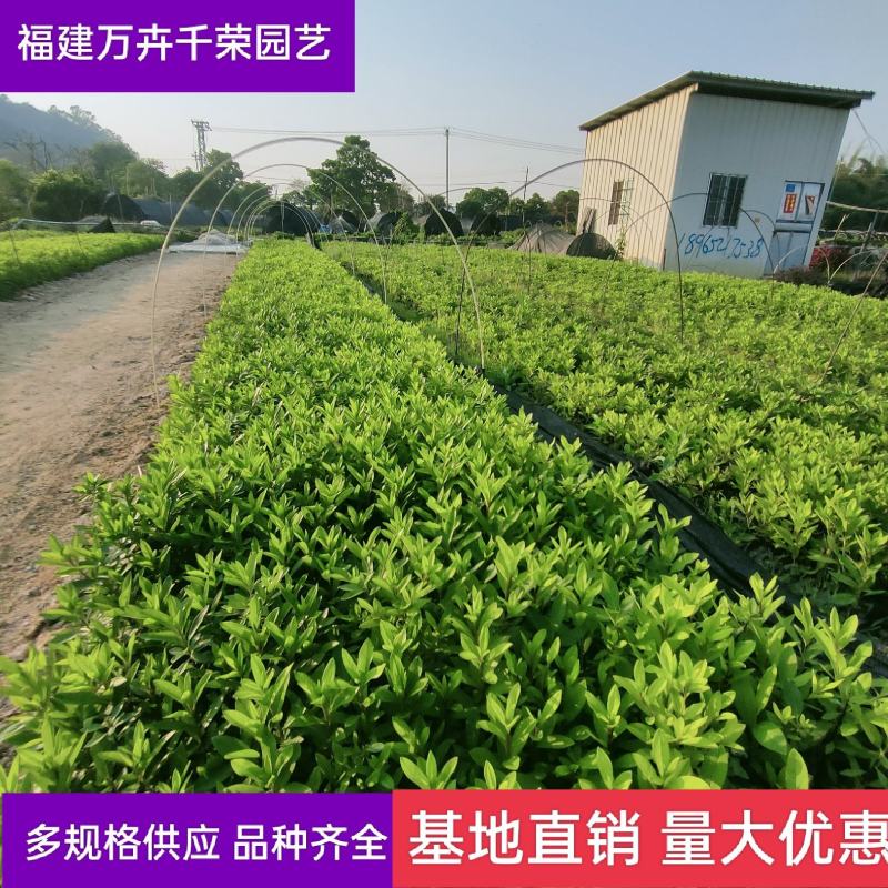 毛杜鹃批发福建批发毛杜鹃绿化地被毛杜鹃袋苗