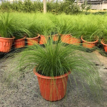 墨西哥羽毛草盆栽细叶针茅花镜植物庭院阳台造景绿植多年生