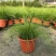 墨西哥羽毛草盆栽细叶针茅花镜植物庭院阳台造景绿植多年生