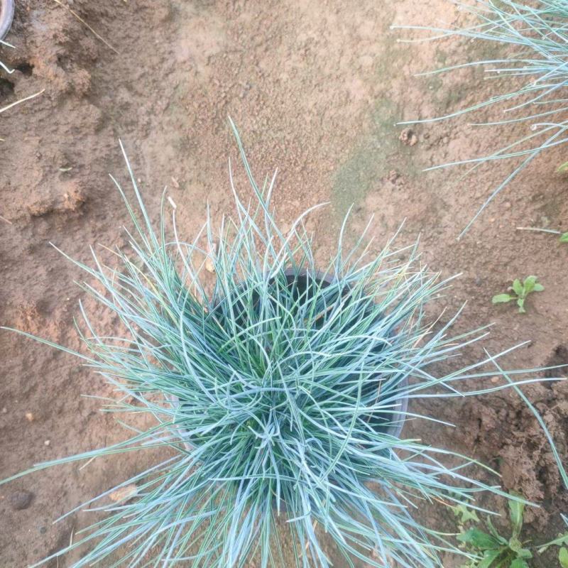 蓝羊茅（滇羊茅）草坪草基地直供，规格全，质量好，量大