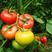 高圆粉红石头型番茄种子抗热中早熟西红柿种子早春越夏