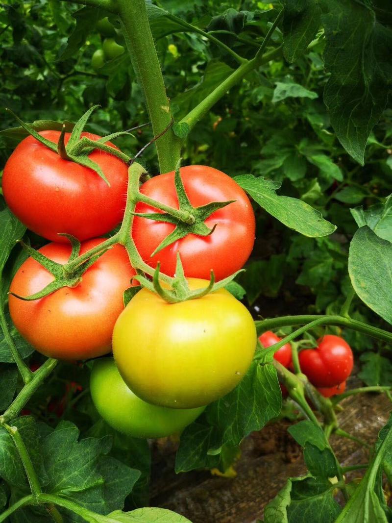 高圆粉红石头型番茄种子抗热中早熟西红柿种子早春越夏
