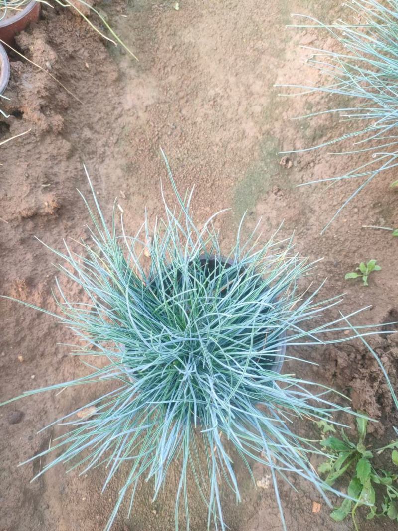 蓝羊茅（滇羊茅）草坪草基地直供，规格全，质量好，量大