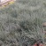 蓝羊茅（滇羊茅）草坪草基地直供，规格全，质量好，量大