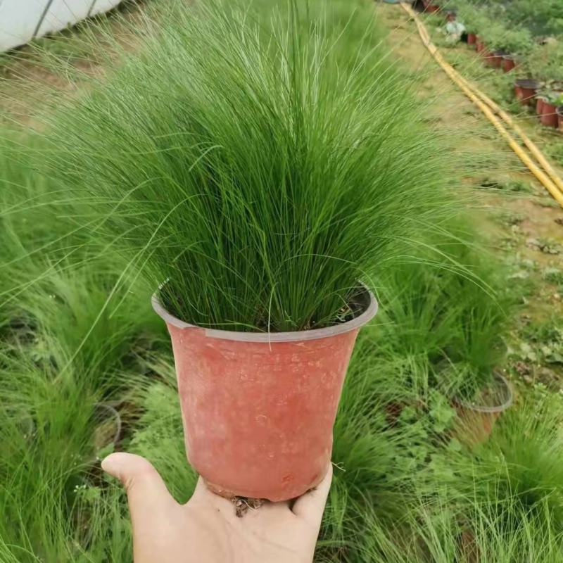 墨西哥羽毛草盆栽细叶针茅花镜植物庭院阳台造景绿植多年生