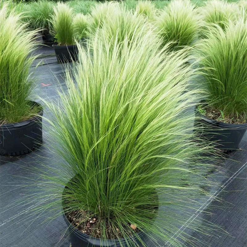 墨西哥羽毛草盆栽细叶针茅花镜植物庭院阳台造景绿植多年生