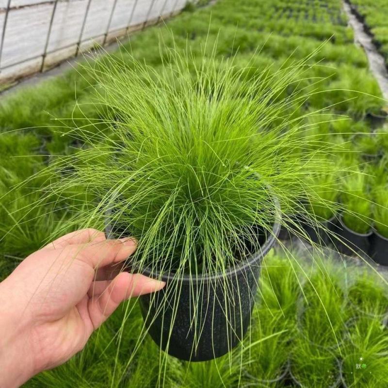 墨西哥羽毛草盆栽细叶针茅花镜植物庭院阳台造景绿植多年生