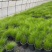 墨西哥羽毛草盆栽细叶针茅花镜植物庭院阳台造景绿植多年生