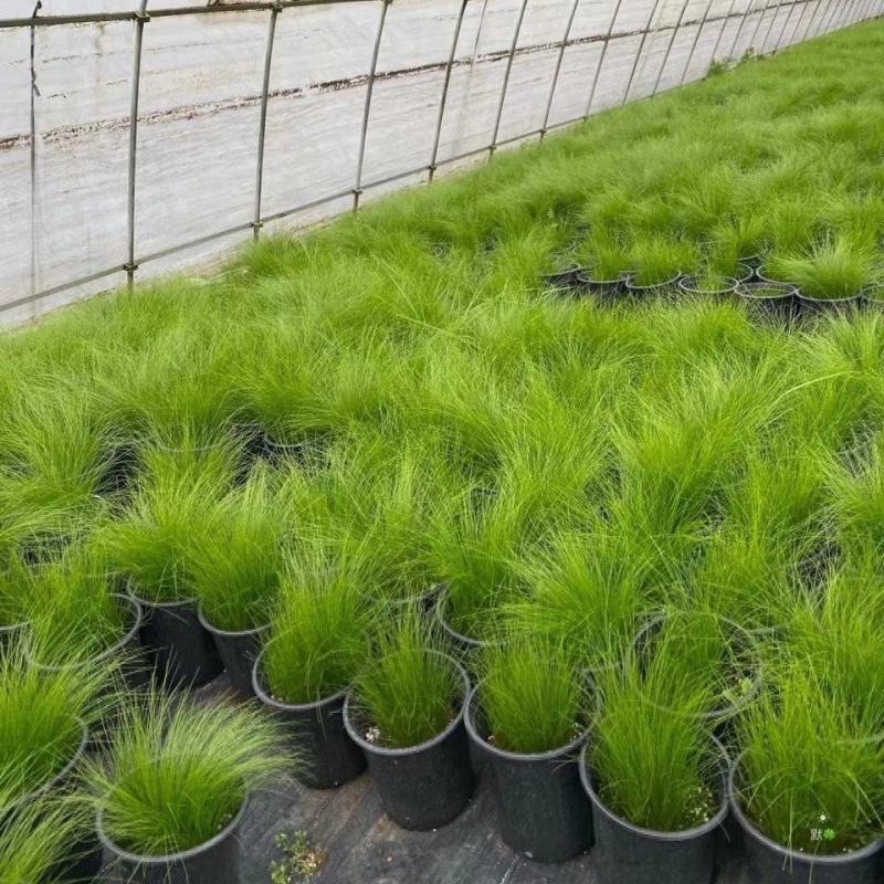 墨西哥羽毛草盆栽细叶针茅花镜植物庭院阳台造景绿植多年生