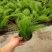 墨西哥羽毛草盆栽细叶针茅花镜植物庭院阳台造景绿植多年生