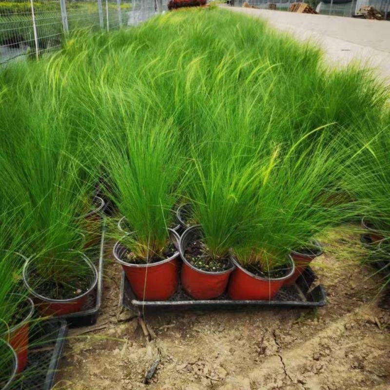 墨西哥羽毛草盆栽细叶针茅花镜植物庭院阳台造景绿植多年生