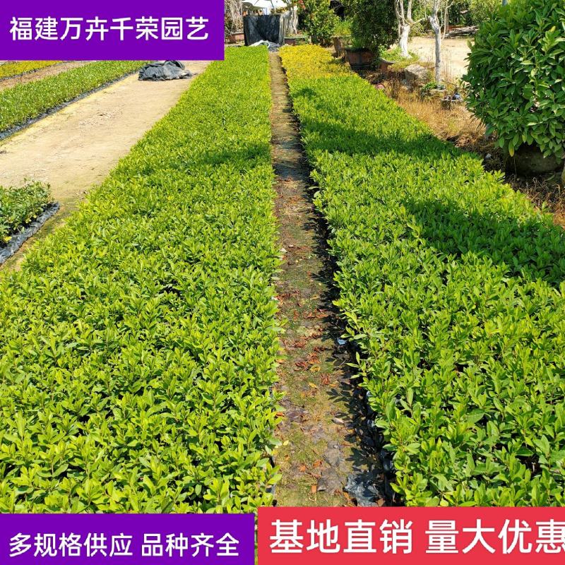 毛杜鹃批发福建批发毛杜鹃绿化地被毛杜鹃袋苗