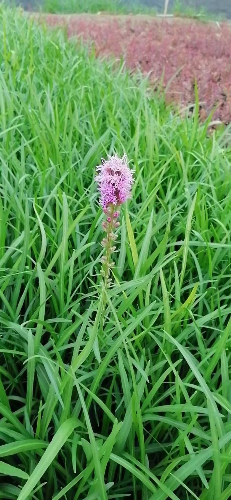 蛇鞭菊，基地直销大量有货，质量好，价格低，量大