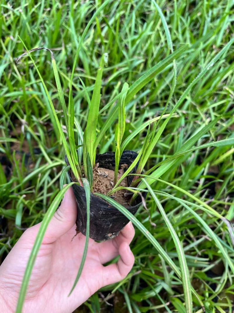 蛇鞭菊，基地直销大量有货，质量好，价格低，量大