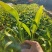 蒲葵散尾葵自有基地批发园林工程苗蒲葵价格