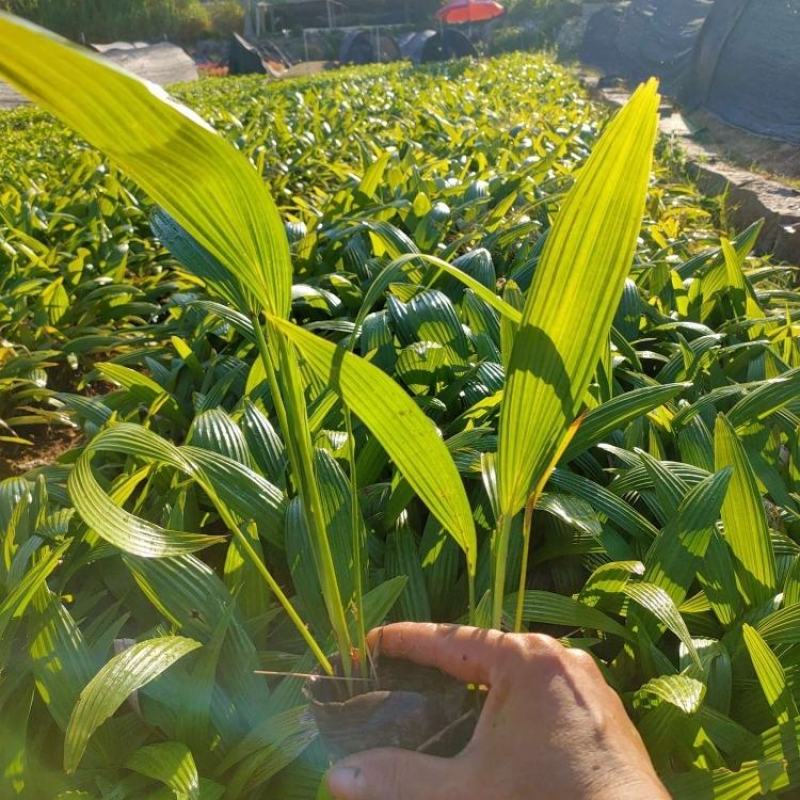 蒲葵散尾葵自有基地批发园林工程苗蒲葵价格
