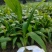 蒲葵散尾葵自有基地批发园林工程苗蒲葵价格
