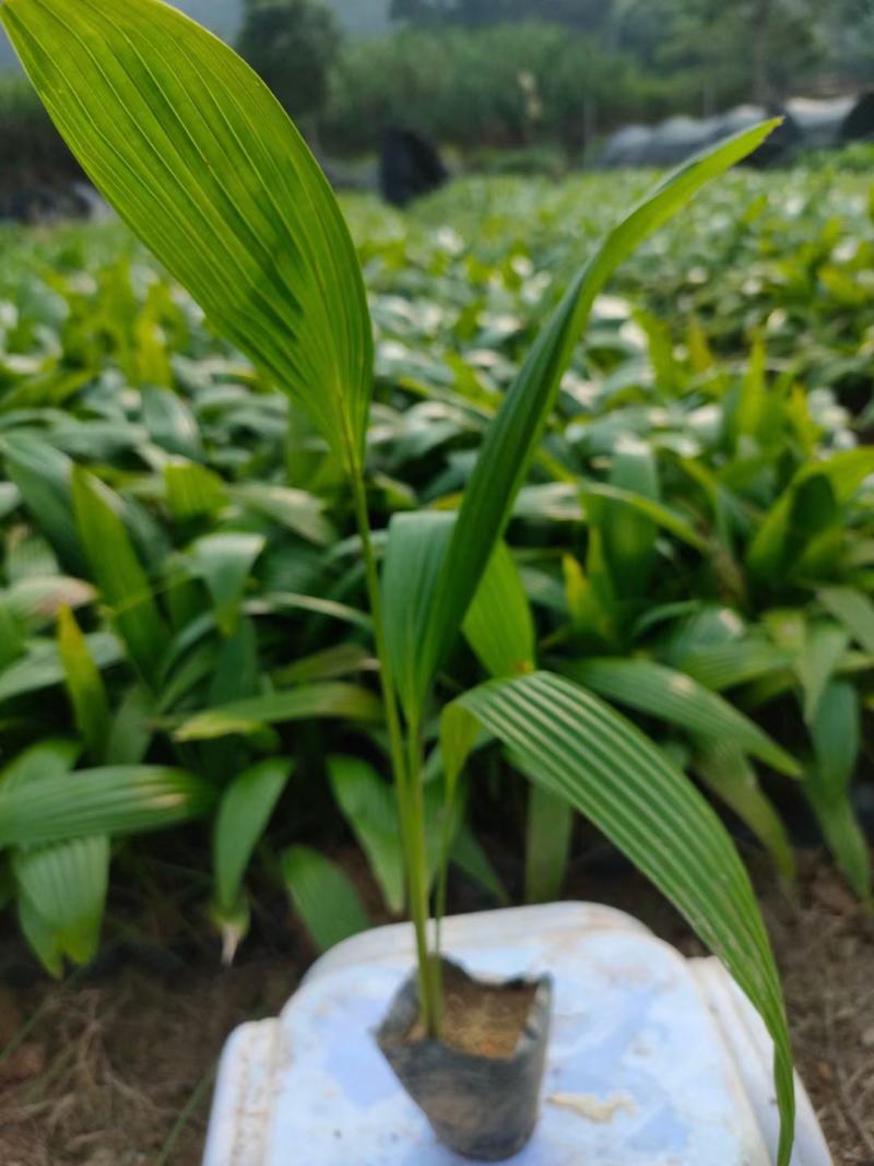 蒲葵散尾葵自有基地批发园林工程苗蒲葵价格