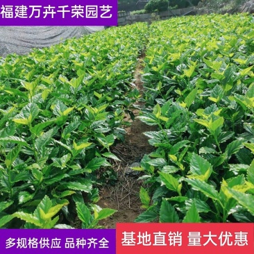 青叶扶桑朱瑾产地批发漳州扶桑绿化地被苗木