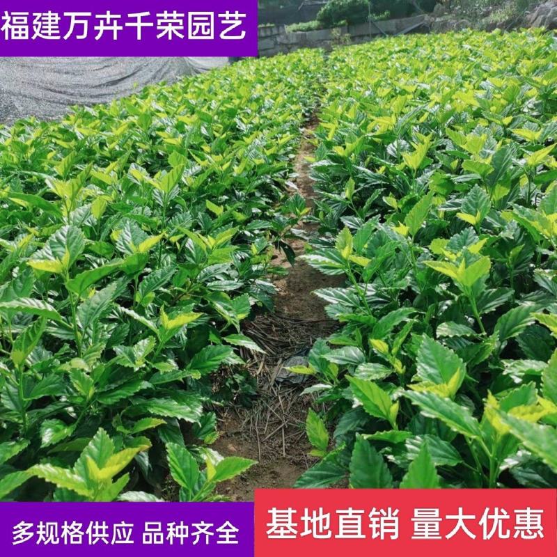 青叶扶桑朱瑾产地批发漳州扶桑绿化地被苗木