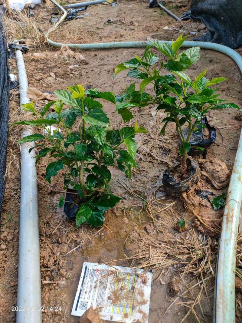 青叶扶桑朱瑾产地批发漳州扶桑绿化地被苗木