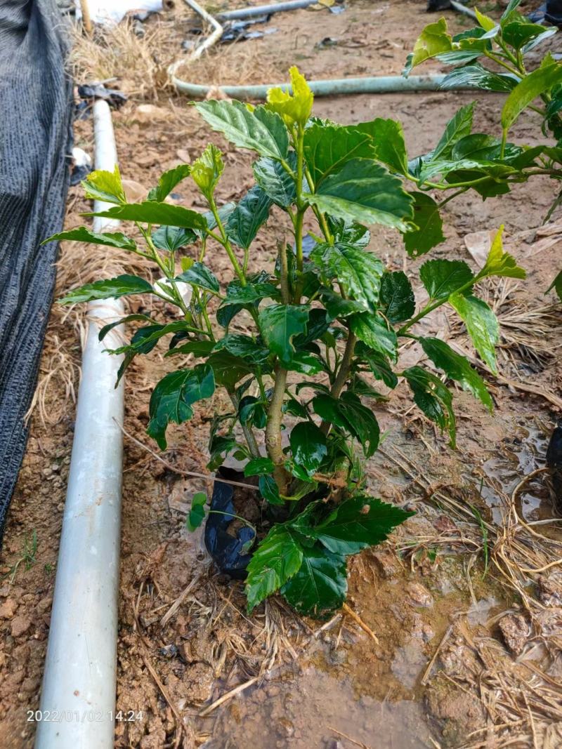青叶扶桑朱瑾产地批发漳州扶桑绿化地被苗木