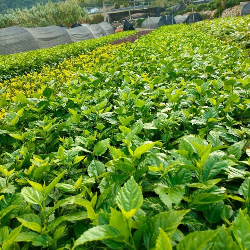 青叶扶桑朱瑾产地批发漳州扶桑绿化地被苗木