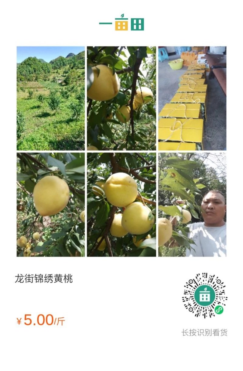 锦绣黄桃，每年六月至十月品种