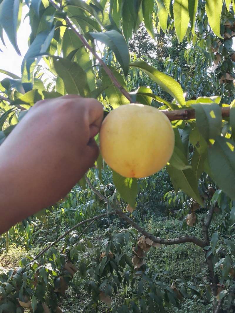 锦绣黄桃，每年六月至十月品种