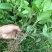 草珊瑚苗清香室内绿植家里宿舍新房除臭味四季常青