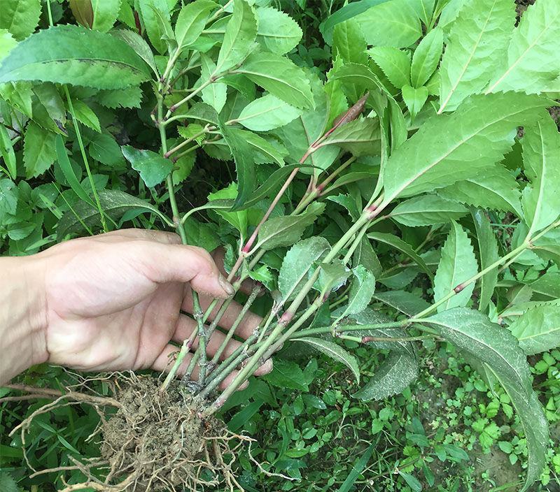 草珊瑚苗清香室内绿植家里宿舍新房除臭味四季常青