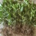 草珊瑚苗清香室内绿植家里宿舍新房除臭味四季常青